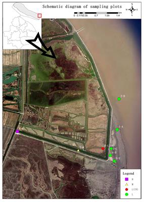 Ecophysiological responses of Phragmites australis populations to a tidal flat gradient in the Yangtze River Estuary, China